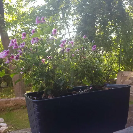 Apartman Dino Appartamento Sarajevo